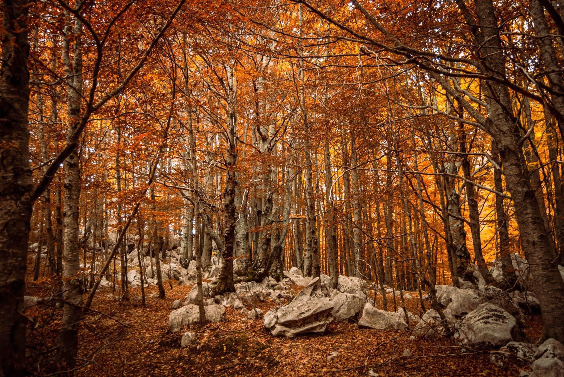 Foliage sotto le pendici del Matese